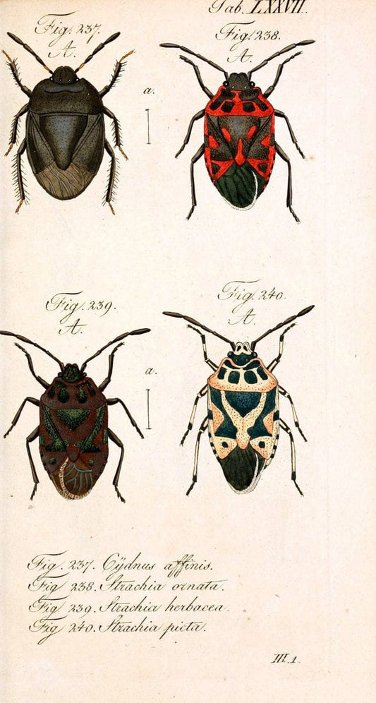 Die wanzenartigen Insecten. plates 1-4.NÃ¼rnberg :In der C.H. Zeh'schen Buchhandlung,1831-1853. | Hemiptera SIL | Vintage Print Reproduction 473742