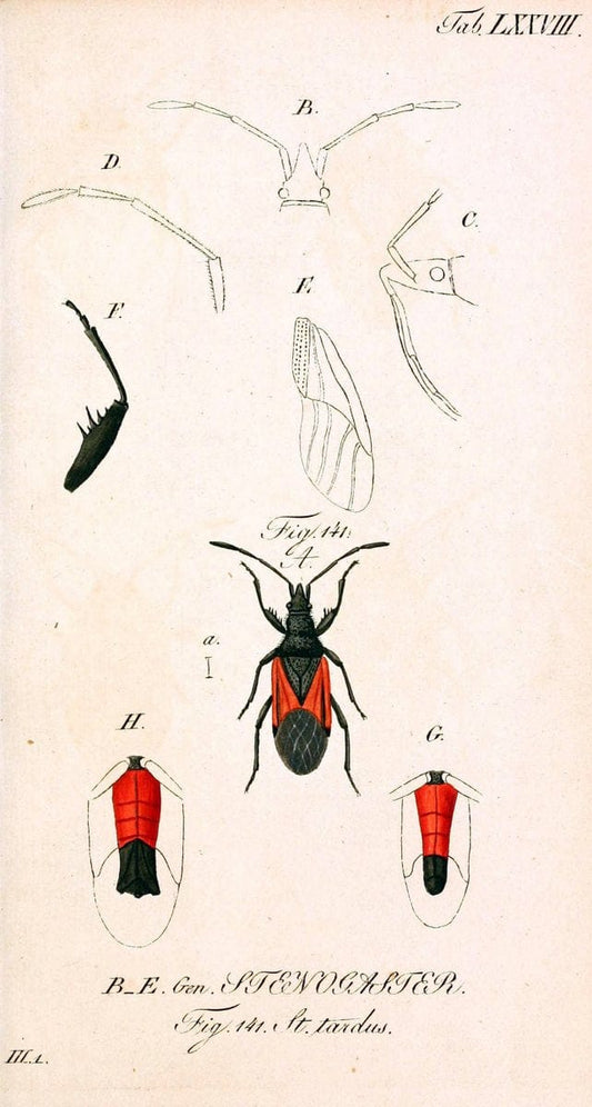 Die wanzenartigen Insecten. plates 1-4.NÃ¼rnberg :In der C.H. Zeh'schen Buchhandlung,1831-1853. | Hemiptera SIL | Vintage Print Reproduction 473743