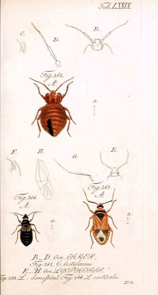 Die wanzenartigen Insecten. plates 1-4.NÃ¼rnberg :In der C.H. Zeh'schen Buchhandlung,1831-1853. | Hemiptera SIL | Vintage Print Reproduction 473744