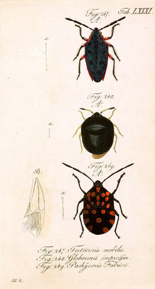 Die wanzenartigen Insecten. plates 1-4.NÃ¼rnberg :In der C.H. Zeh'schen Buchhandlung,1831-1853. | Hemiptera taxonomy:family=Scutelleridae SIL | Vintage Print Reproduction 473746