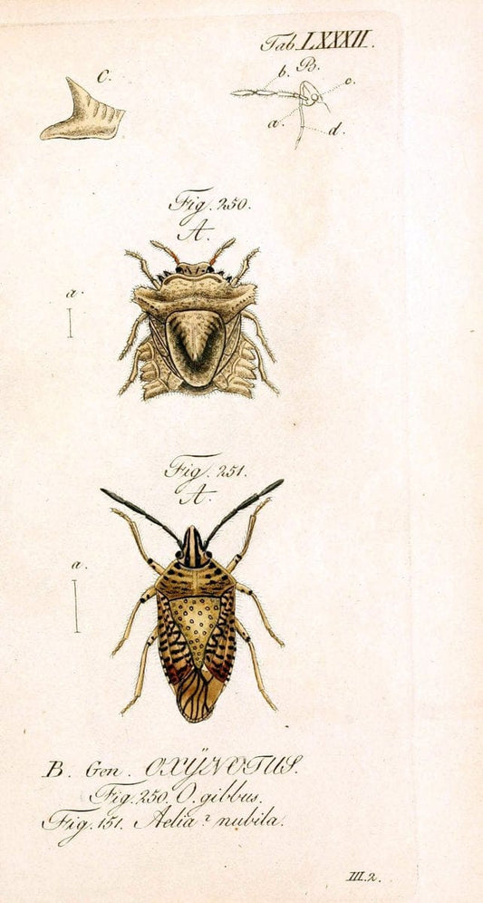 Die wanzenartigen Insecten. plates 1-4.NÃ¼rnberg :In der C.H. Zeh'schen Buchhandlung,1831-1853. | Hemiptera SIL | Vintage Print Reproduction 473747