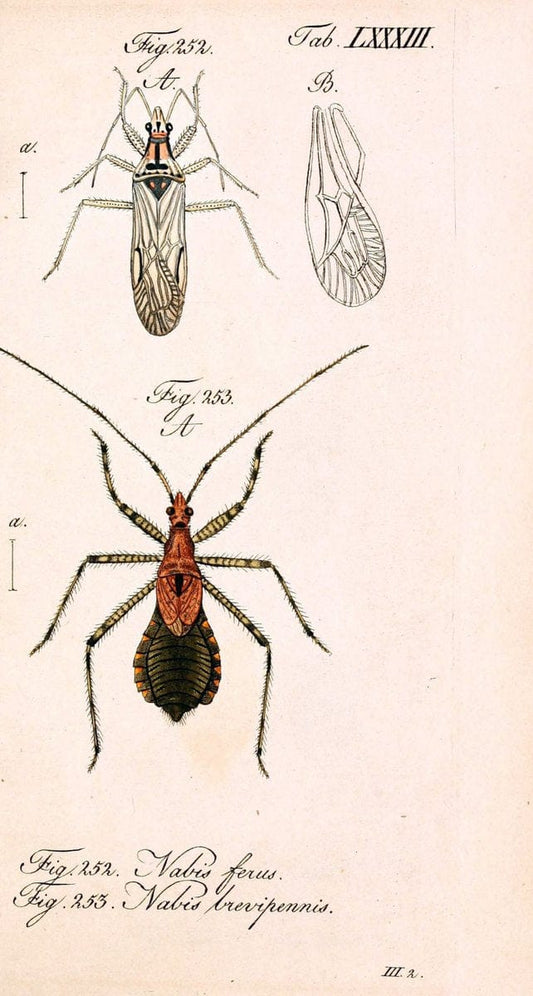 Die wanzenartigen Insecten. plates 1-4.NÃ¼rnberg :In der C.H. Zeh'schen Buchhandlung,1831-1853. | Hemiptera SIL | Vintage Print Reproduction 473748