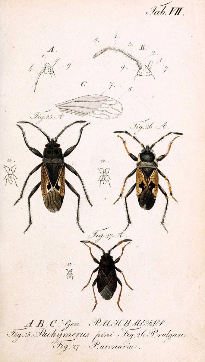 Die wanzenartigen Insecten. plates 1-4.NÃ¼rnberg :In der C.H. Zeh'schen Buchhandlung,1831-1853. | Hemiptera SIL | Vintage Print Reproduction 473749