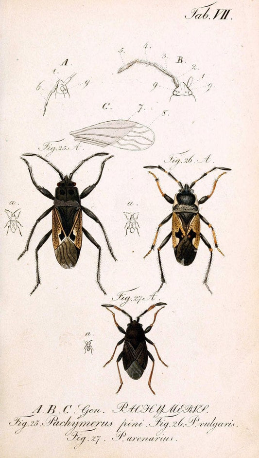 Die wanzenartigen Insecten. plates 1-4.NÃ¼rnberg :In der C.H. Zeh'schen Buchhandlung,1831-1853. | Hemiptera SIL | Vintage Print Reproduction 473749