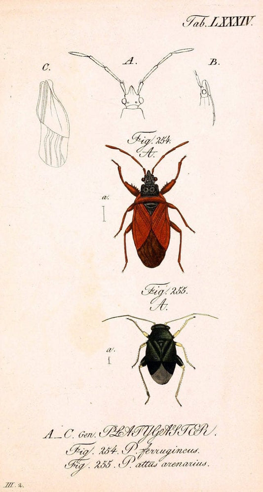 Die wanzenartigen Insecten. plates 1-4.NÃ¼rnberg :In der C.H. Zeh'schen Buchhandlung,1831-1853. | Hemiptera SIL | Vintage Print Reproduction 473750