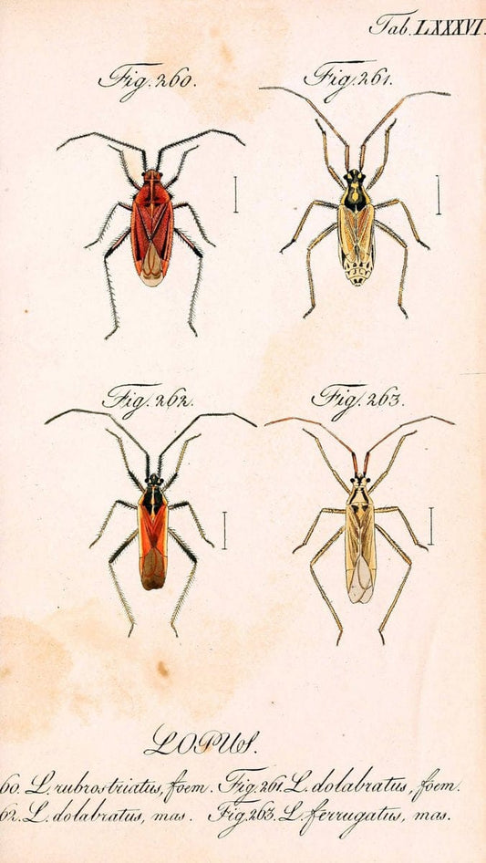 Die wanzenartigen Insecten. plates 1-4.NÃ¼rnberg :In der C.H. Zeh'schen Buchhandlung,1831-1853. | Hemiptera SIL | Vintage Print Reproduction 473752