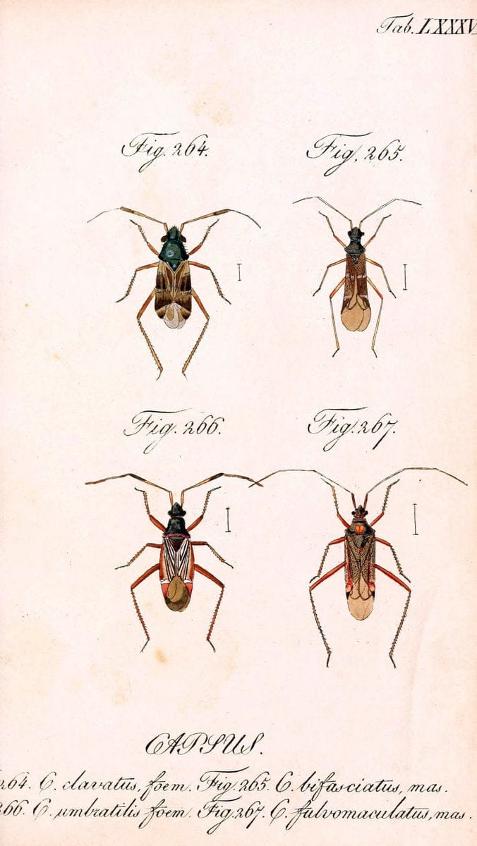 Die wanzenartigen Insecten. plates 1-4.NÃ¼rnberg :In der C.H. Zeh'schen Buchhandlung,1831-1853. | Hemiptera SIL | Vintage Print Reproduction 473753