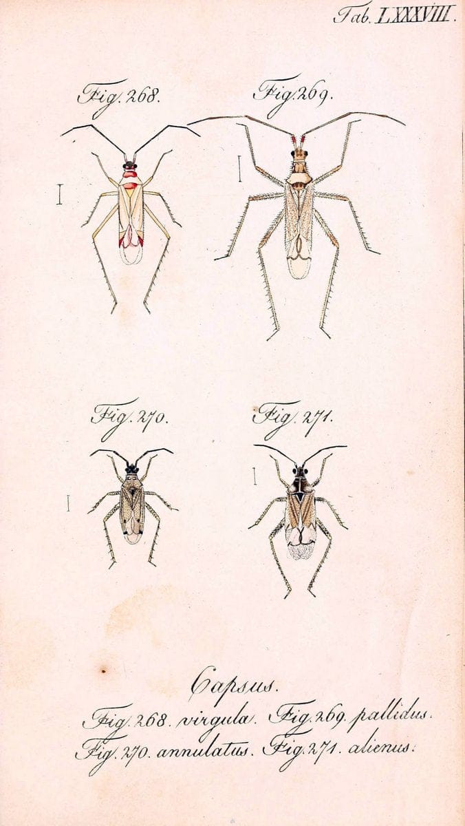 Die wanzenartigen Insecten. plates 1-4.NÃ¼rnberg :In der C.H. Zeh'schen Buchhandlung,1831-1853. | Hemiptera SIL | Vintage Print Reproduction 473754