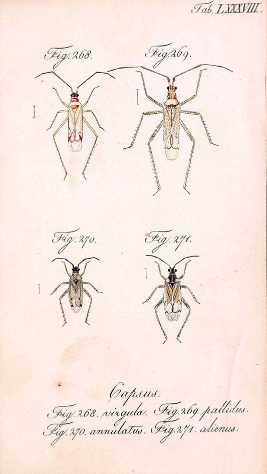 Die wanzenartigen Insecten. plates 1-4.NÃ¼rnberg :In der C.H. Zeh'schen Buchhandlung,1831-1853. | Hemiptera SIL | Vintage Print Reproduction 473754