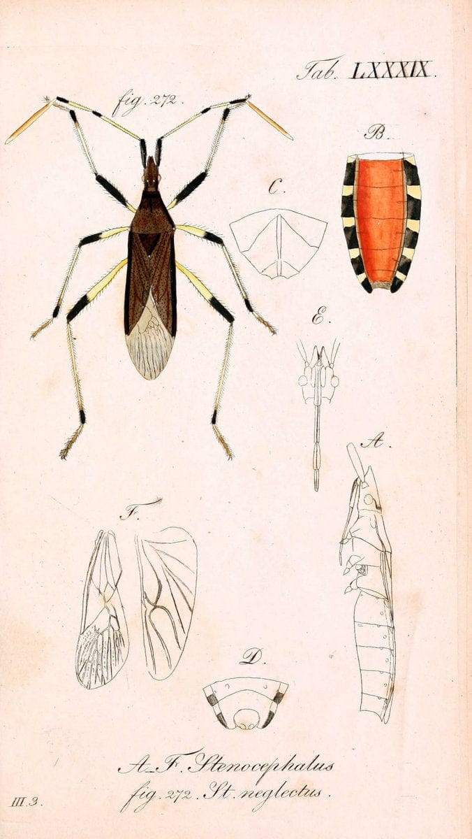 Die wanzenartigen Insecten. plates 1-4.NÃ¼rnberg :In der C.H. Zeh'schen Buchhandlung,1831-1853. | Hemiptera SIL | Vintage Print Reproduction 473755