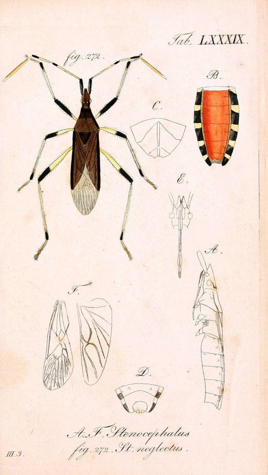 Die wanzenartigen Insecten. plates 1-4.NÃ¼rnberg :In der C.H. Zeh'schen Buchhandlung,1831-1853. | Hemiptera SIL | Vintage Print Reproduction 473755