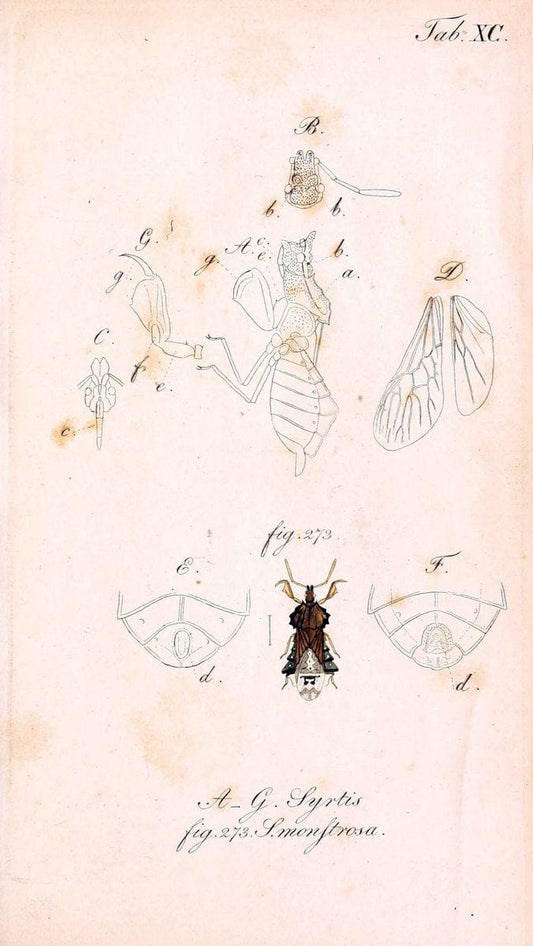 Die wanzenartigen Insecten. plates 1-4.NÃ¼rnberg :In der C.H. Zeh'schen Buchhandlung,1831-1853. | Hemiptera SIL | Vintage Print Reproduction 473756