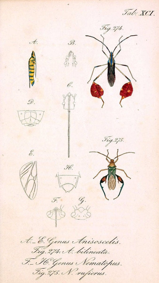 Die wanzenartigen Insecten. plates 1-4.NÃ¼rnberg :In der C.H. Zeh'schen Buchhandlung,1831-1853. | Hemiptera SIL | Vintage Print Reproduction 473757