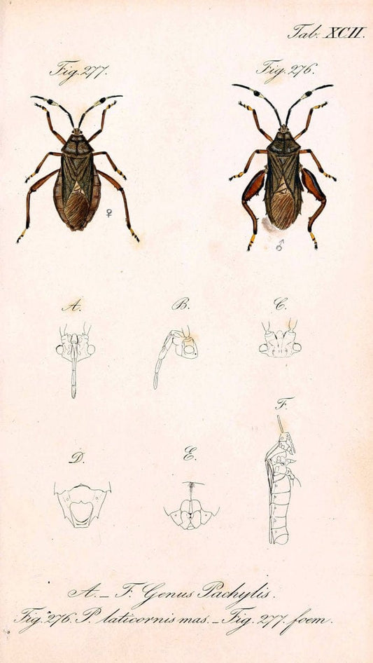 Die wanzenartigen Insecten. plates 1-4.NÃ¼rnberg :In der C.H. Zeh'schen Buchhandlung,1831-1853. | Hemiptera SIL | Vintage Print Reproduction 473758