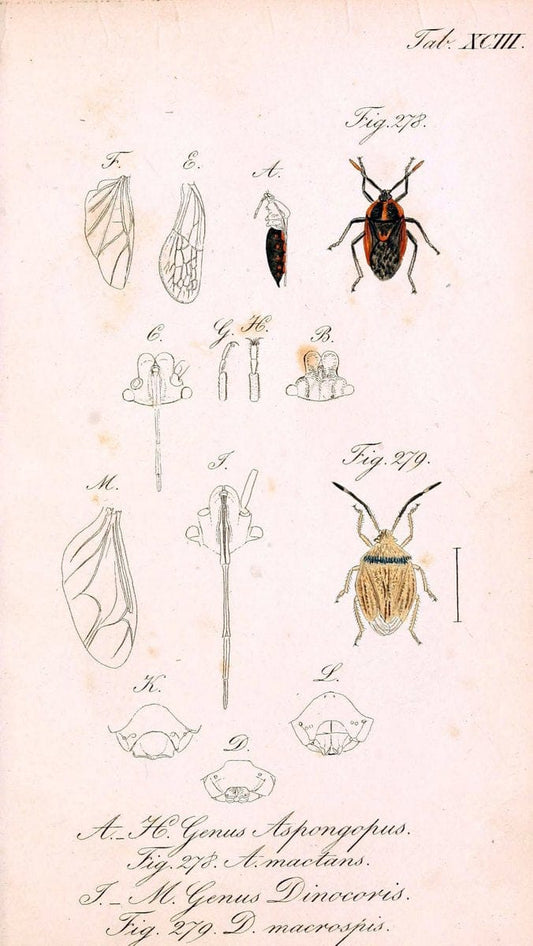 Die wanzenartigen Insecten. plates 1-4.NÃ¼rnberg :In der C.H. Zeh'schen Buchhandlung,1831-1853. | Hemiptera SIL | Vintage Print Reproduction 473759