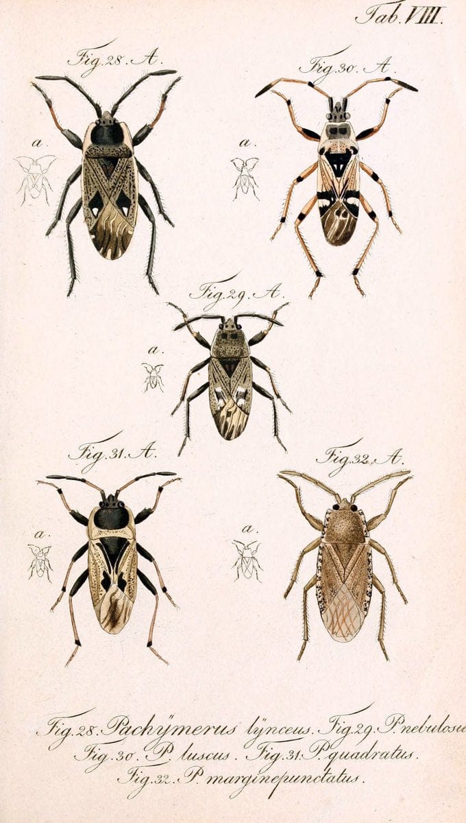 Die wanzenartigen Insecten. plates 1-4.NÃ¼rnberg :In der C.H. Zeh'schen Buchhandlung,1831-1853. | Hemiptera SIL | Vintage Print Reproduction 473760