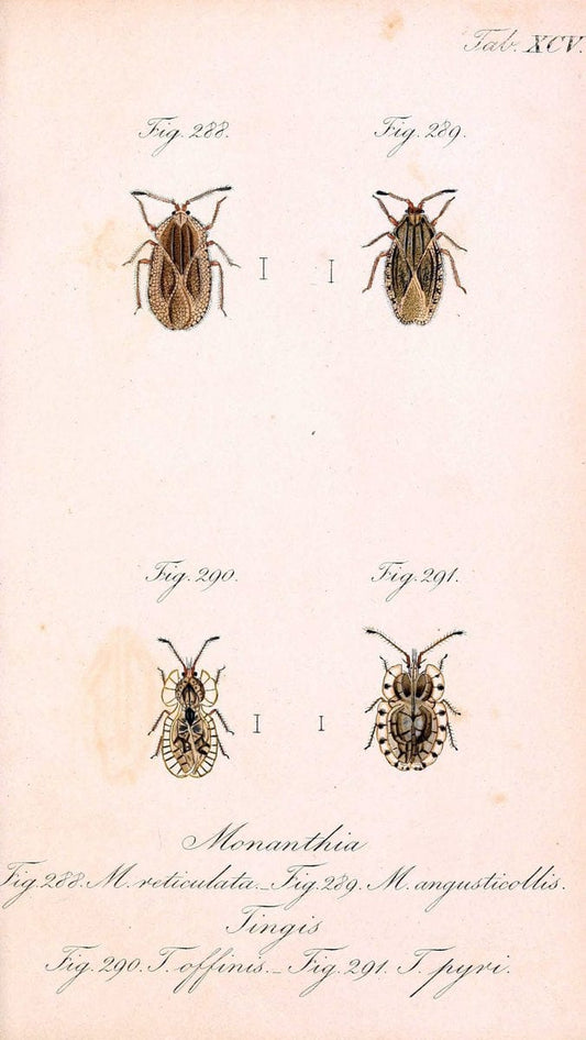 Die wanzenartigen Insecten. plates 1-4.NÃ¼rnberg :In der C.H. Zeh'schen Buchhandlung,1831-1853. | Hemiptera SIL | Vintage Print Reproduction 473761