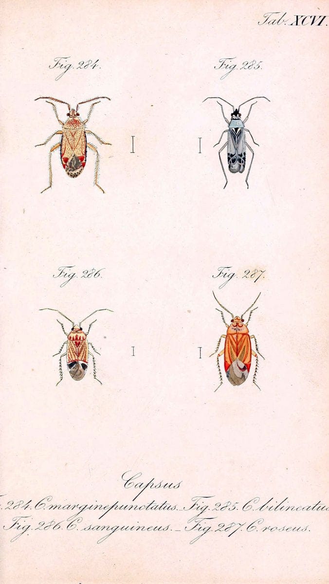 Die wanzenartigen Insecten. plates 1-4.NÃ¼rnberg :In der C.H. Zeh'schen Buchhandlung,1831-1853. | Hemiptera SIL | Vintage Print Reproduction 473762