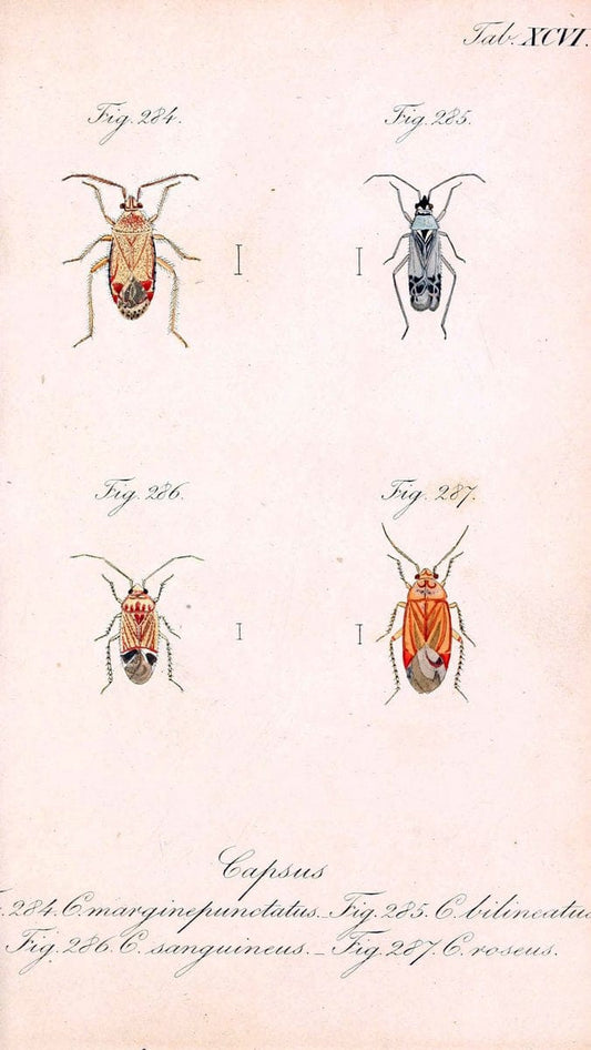 Die wanzenartigen Insecten. plates 1-4.NÃ¼rnberg :In der C.H. Zeh'schen Buchhandlung,1831-1853. | Hemiptera SIL | Vintage Print Reproduction 473762