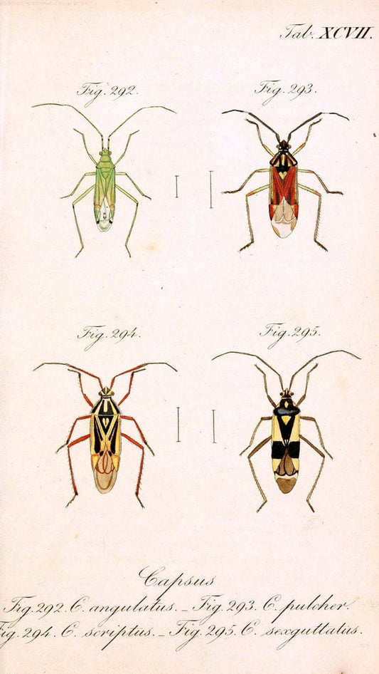 Die wanzenartigen Insecten. plates 1-4.NÃ¼rnberg :In der C.H. Zeh'schen Buchhandlung,1831-1853. | Hemiptera SIL | Vintage Print Reproduction 473763