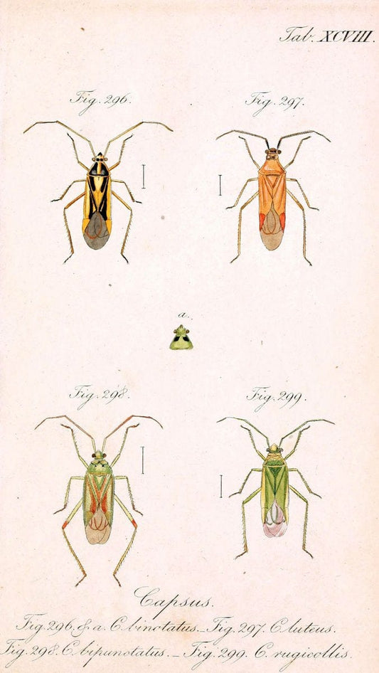 Die wanzenartigen Insecten. plates 1-4.NÃ¼rnberg :In der C.H. Zeh'schen Buchhandlung,1831-1853. | Hemiptera SIL | Vintage Print Reproduction 473764