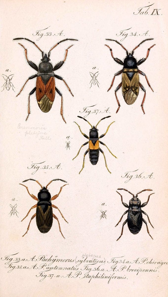 Die wanzenartigen Insecten. plates 1-4.NÃ¼rnberg :In der C.H. Zeh'schen Buchhandlung,1831-1853. | Hemiptera SIL | Vintage Print Reproduction 473765