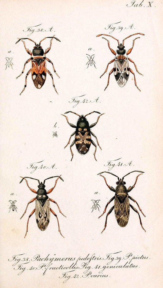 Die wanzenartigen Insecten. plates 1-4.NÃ¼rnberg :In der C.H. Zeh'schen Buchhandlung,1831-1853. | Hemiptera SIL | Vintage Print Reproduction 473766