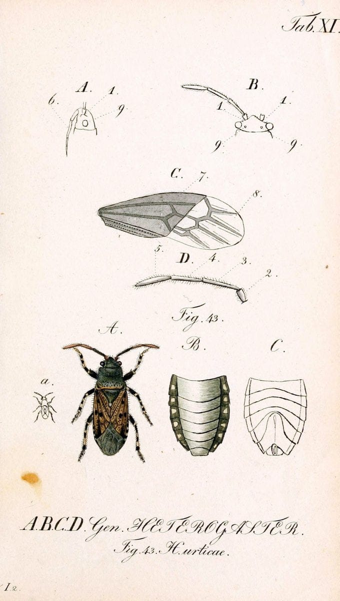 Die wanzenartigen Insecten. plates 1-4.NÃ¼rnberg :In der C.H. Zeh'schen Buchhandlung,1831-1853. | Hemiptera SIL | Vintage Print Reproduction 473767