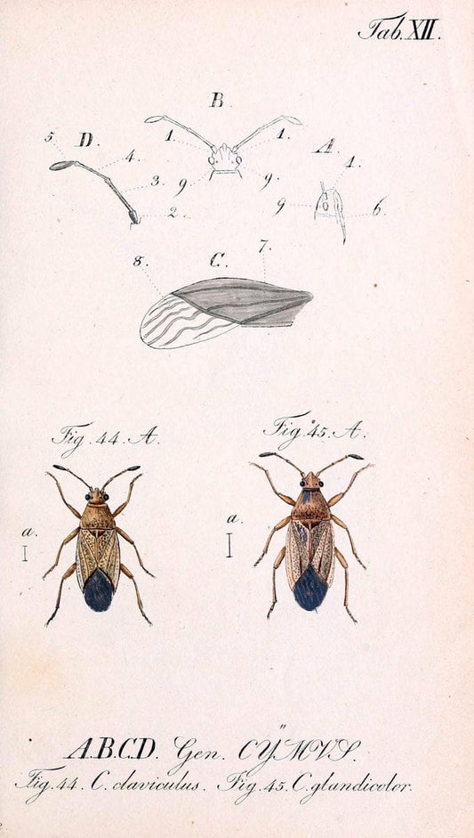 Die wanzenartigen Insecten. plates 1-4.NÃ¼rnberg :In der C.H. Zeh'schen Buchhandlung,1831-1853. | Hemiptera SIL | Vintage Print Reproduction 473768