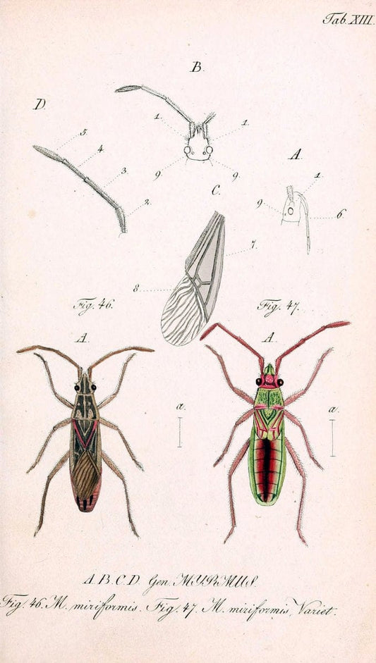 Die wanzenartigen Insecten. plates 1-4.NÃ¼rnberg :In der C.H. Zeh'schen Buchhandlung,1831-1853. | Hemiptera SIL | Vintage Print Reproduction 473769