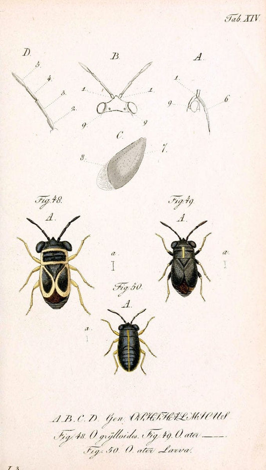 Die wanzenartigen Insecten. plates 1-4.NÃ¼rnberg :In der C.H. Zeh'schen Buchhandlung,1831-1853. | Hemiptera SIL | Vintage Print Reproduction 473770