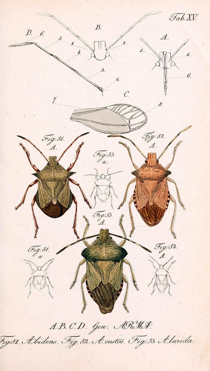 Die wanzenartigen Insecten. plates 1-4.NÃ¼rnberg :In der C.H. Zeh'schen Buchhandlung,1831-1853. | Hemiptera SIL | Vintage Print Reproduction 473771