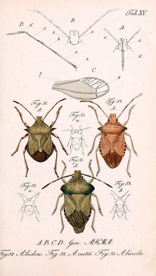 Die wanzenartigen Insecten. plates 1-4.NÃ¼rnberg :In der C.H. Zeh'schen Buchhandlung,1831-1853. | Hemiptera SIL | Vintage Print Reproduction 473771