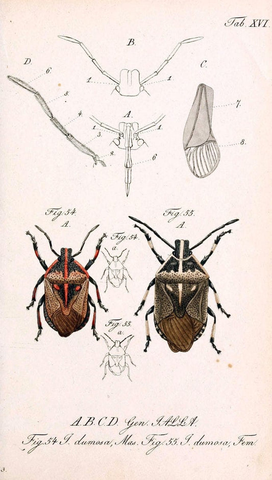 Die wanzenartigen Insecten. plates 1-4.NÃ¼rnberg :In der C.H. Zeh'schen Buchhandlung,1831-1853. | Hemiptera SIL | Vintage Print Reproduction 473772