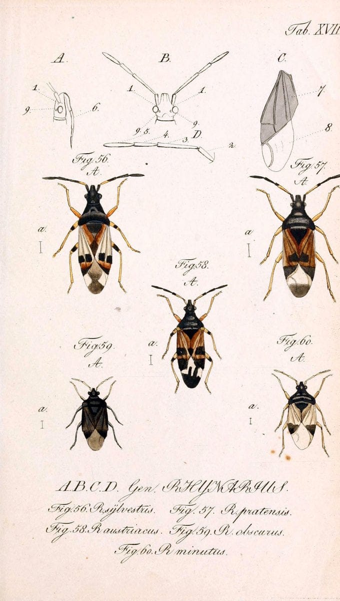 Die wanzenartigen Insecten. plates 1-4.NÃ¼rnberg :In der C.H. Zeh'schen Buchhandlung,1831-1853. | Hemiptera SIL | Vintage Print Reproduction 473773