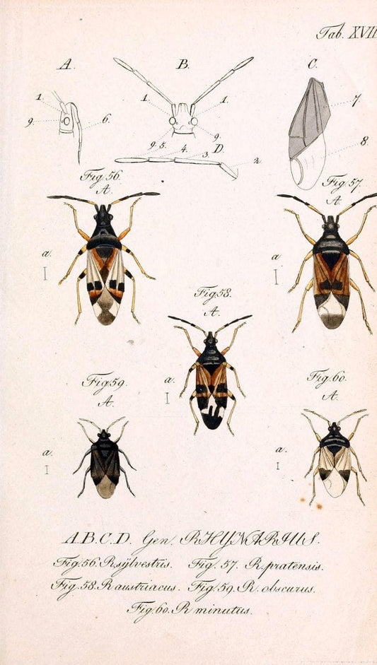 Die wanzenartigen Insecten. plates 1-4.NÃ¼rnberg :In der C.H. Zeh'schen Buchhandlung,1831-1853. | Hemiptera SIL | Vintage Print Reproduction 473773