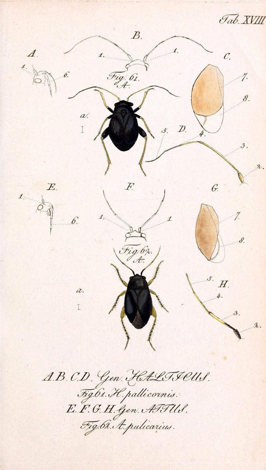 Die wanzenartigen Insecten. plates 1-4.NÃ¼rnberg :In der C.H. Zeh'schen Buchhandlung,1831-1853. | Hemiptera SIL | Vintage Print Reproduction 473774