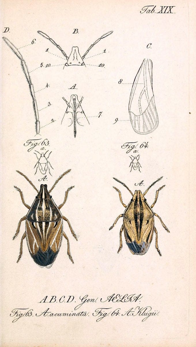 Die wanzenartigen Insecten. plates 1-4.NÃ¼rnberg :In der C.H. Zeh'schen Buchhandlung,1831-1853. | Hemiptera SIL | Vintage Print Reproduction 473775