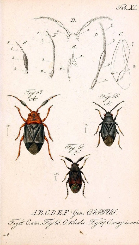Die wanzenartigen Insecten. plates 1-4.NÃ¼rnberg :In der C.H. Zeh'schen Buchhandlung,1831-1853. | Hemiptera SIL | Vintage Print Reproduction 473776