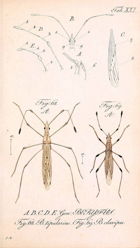 Die wanzenartigen Insecten. plates 1-4.NÃ¼rnberg :In der C.H. Zeh'schen Buchhandlung,1831-1853. | Hemiptera SIL | Vintage Print Reproduction 473777