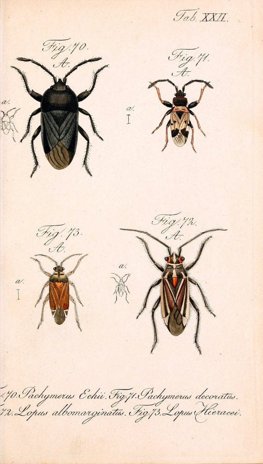 Die wanzenartigen Insecten. plates 1-4.NÃ¼rnberg :In der C.H. Zeh'schen Buchhandlung,1831-1853. | Hemiptera SIL | Vintage Print Reproduction 473778