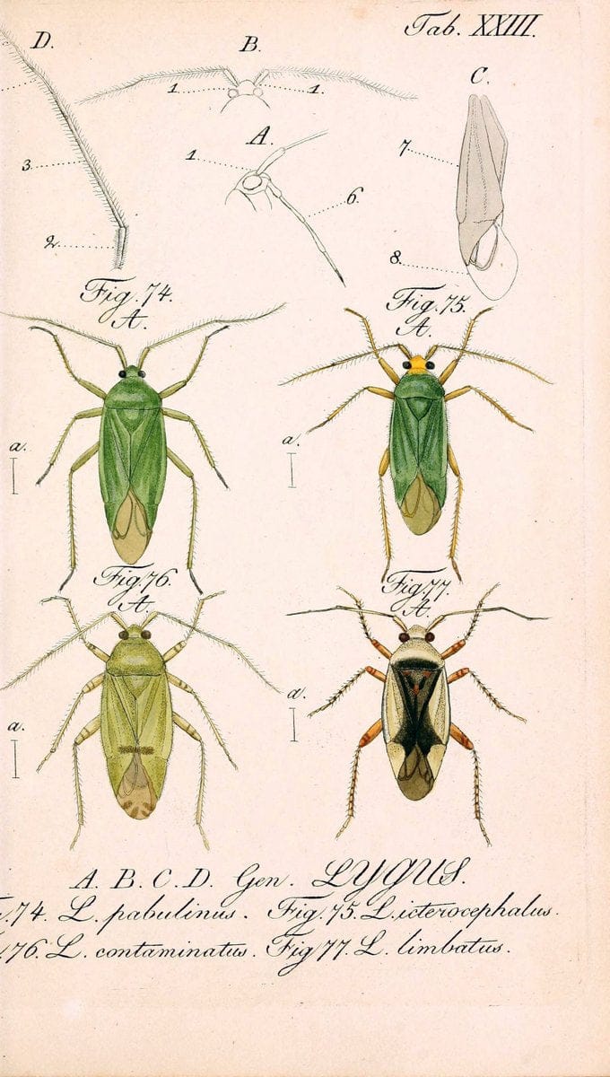 Die wanzenartigen Insecten. plates 1-4.NÃ¼rnberg :In der C.H. Zeh'schen Buchhandlung,1831-1853. | Hemiptera SIL | Vintage Print Reproduction 473779