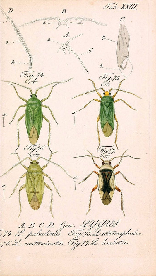 Die wanzenartigen Insecten. plates 1-4.NÃ¼rnberg :In der C.H. Zeh'schen Buchhandlung,1831-1853. | Hemiptera SIL | Vintage Print Reproduction 473779