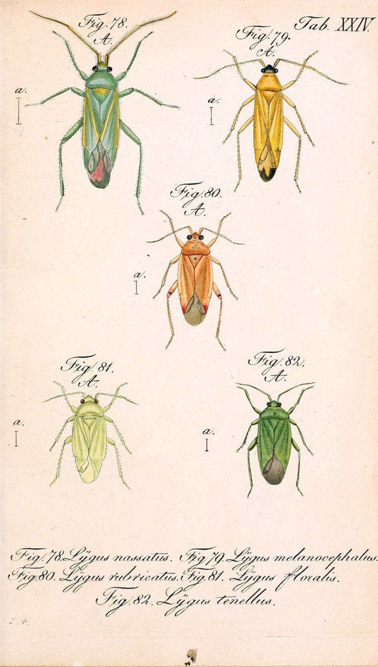 Die wanzenartigen Insecten. plates 1-4.NÃ¼rnberg :In der C.H. Zeh'schen Buchhandlung,1831-1853. | Hemiptera SIL | Vintage Print Reproduction 473781