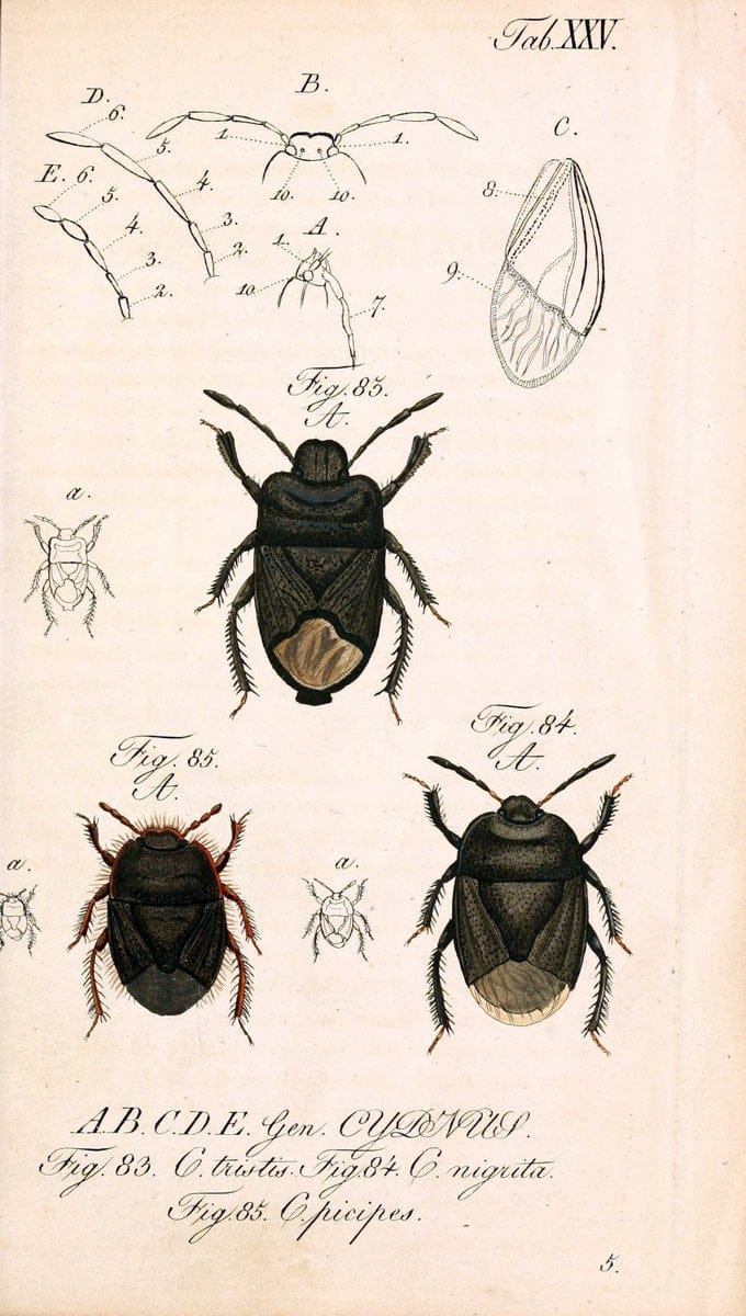 Dragable Image