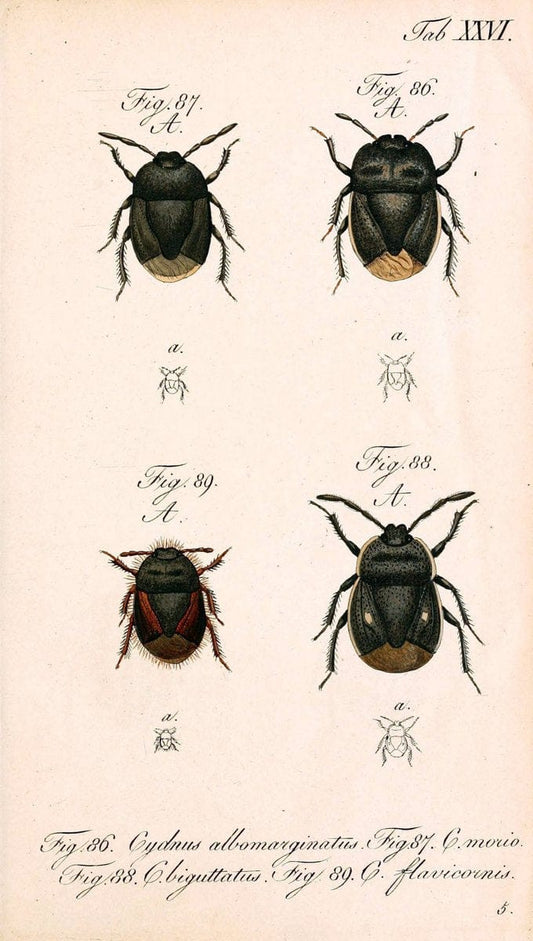 Die wanzenartigen Insecten. plates 1-4.NÃ¼rnberg :In der C.H. Zeh'schen Buchhandlung,1831-1853. | Hemiptera SIL | Vintage Print Reproduction 473783