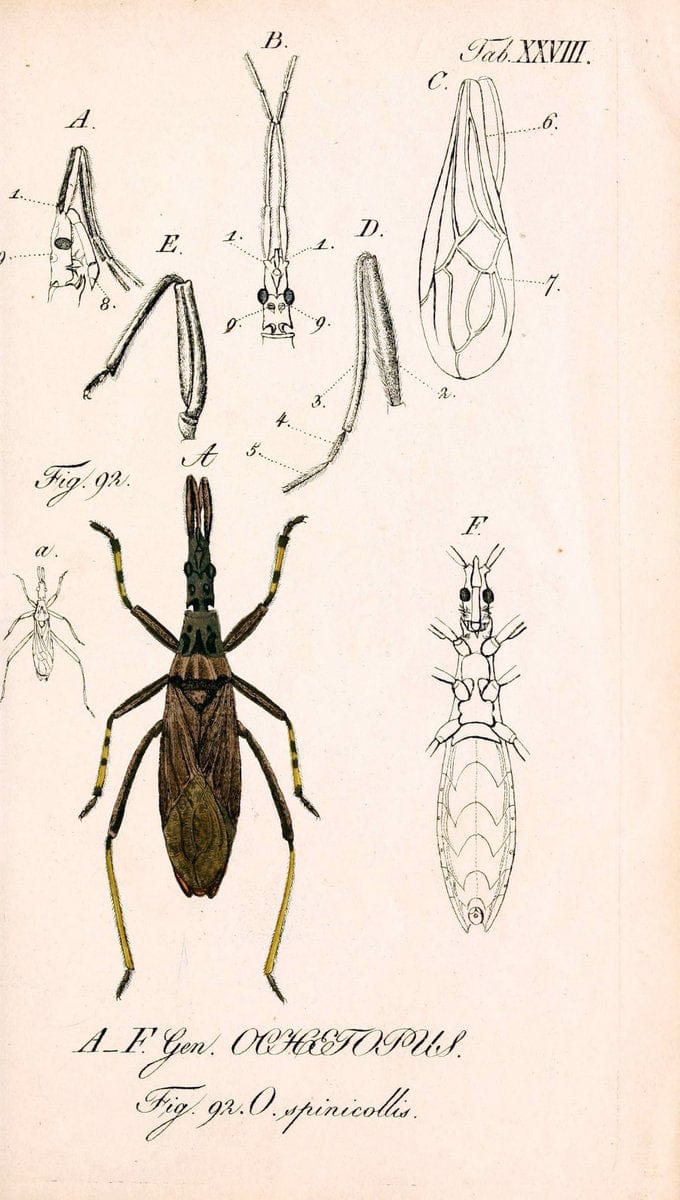 Die wanzenartigen Insecten. plates 1-4.NÃ¼rnberg :In der C.H. Zeh'schen Buchhandlung,1831-1853. | Hemiptera SIL | Vintage Print Reproduction 473785