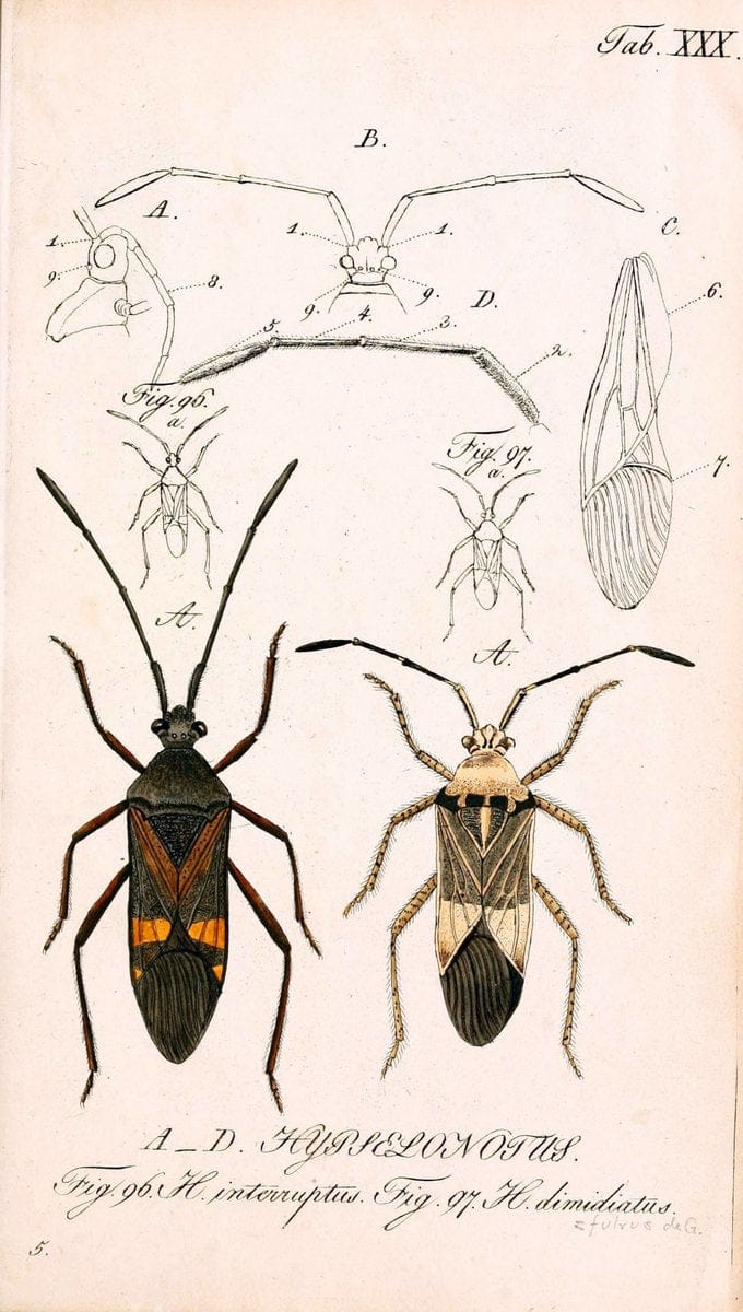 Die wanzenartigen Insecten. plates 1-4.NÃ¼rnberg :In der C.H. Zeh'schen Buchhandlung,1831-1853. | Hemiptera SIL | Vintage Print Reproduction 473787