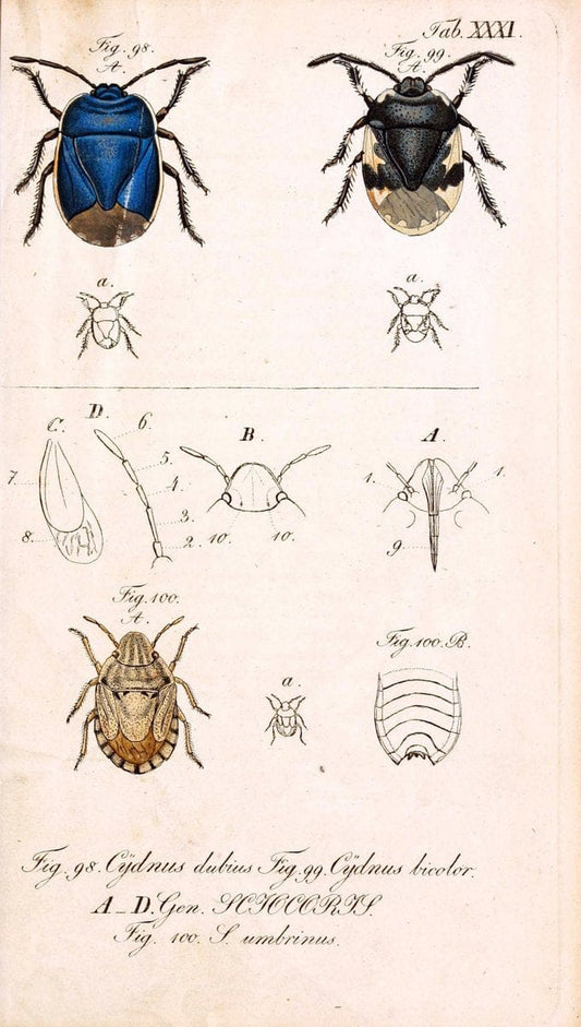 Die wanzenartigen Insecten. plates 1-4.NÃ¼rnberg :In der C.H. Zeh'schen Buchhandlung,1831-1853. | Hemiptera SIL | Vintage Print Reproduction 473788