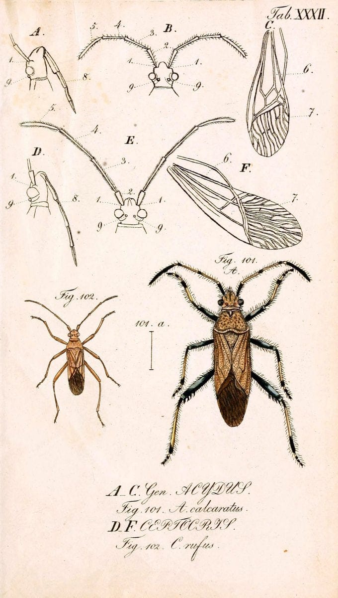 Die wanzenartigen Insecten. plates 1-4.NÃ¼rnberg :In der C.H. Zeh'schen Buchhandlung,1831-1853. | Hemiptera SIL | Vintage Print Reproduction 473789